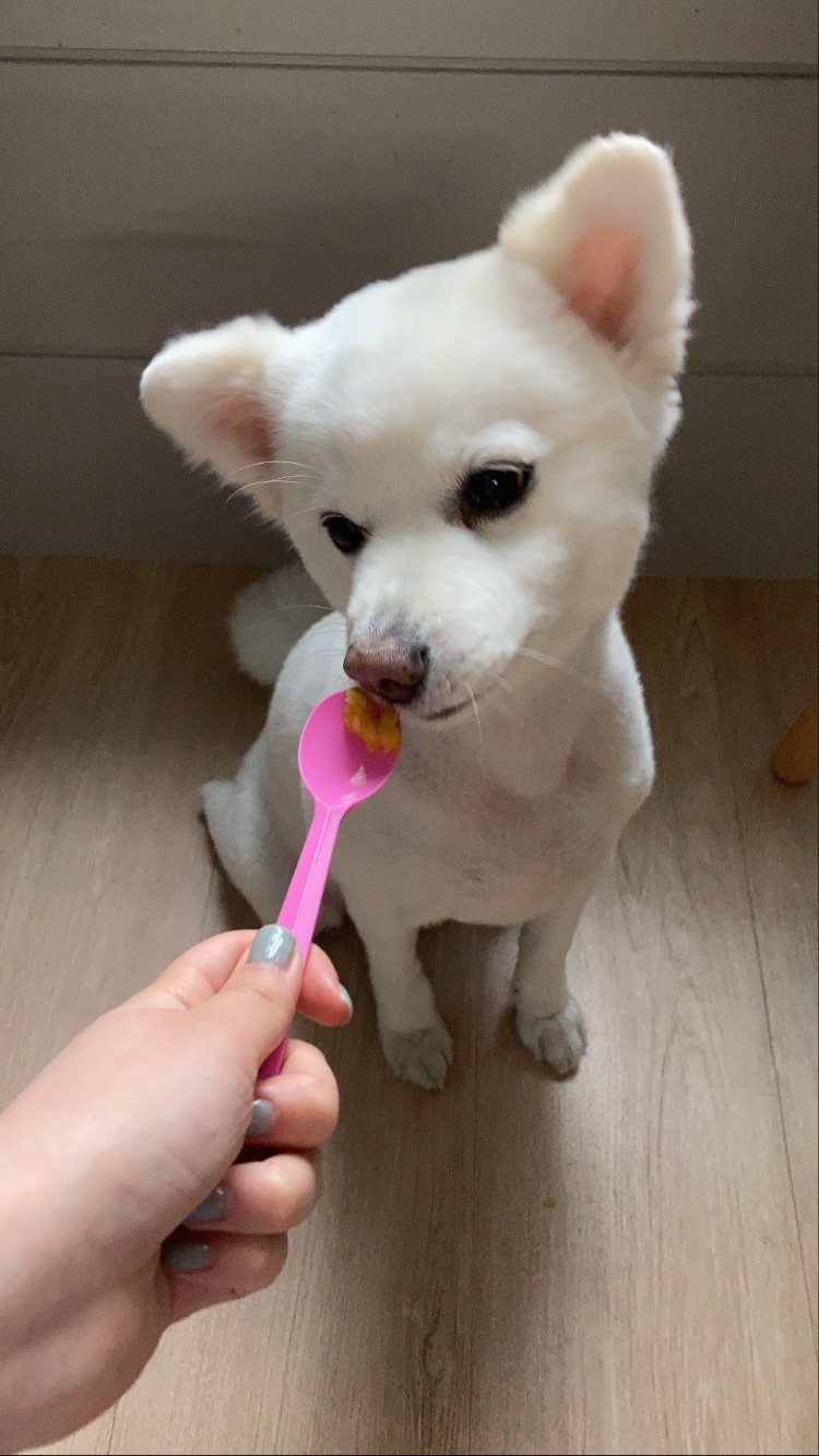 츄이스 이미지