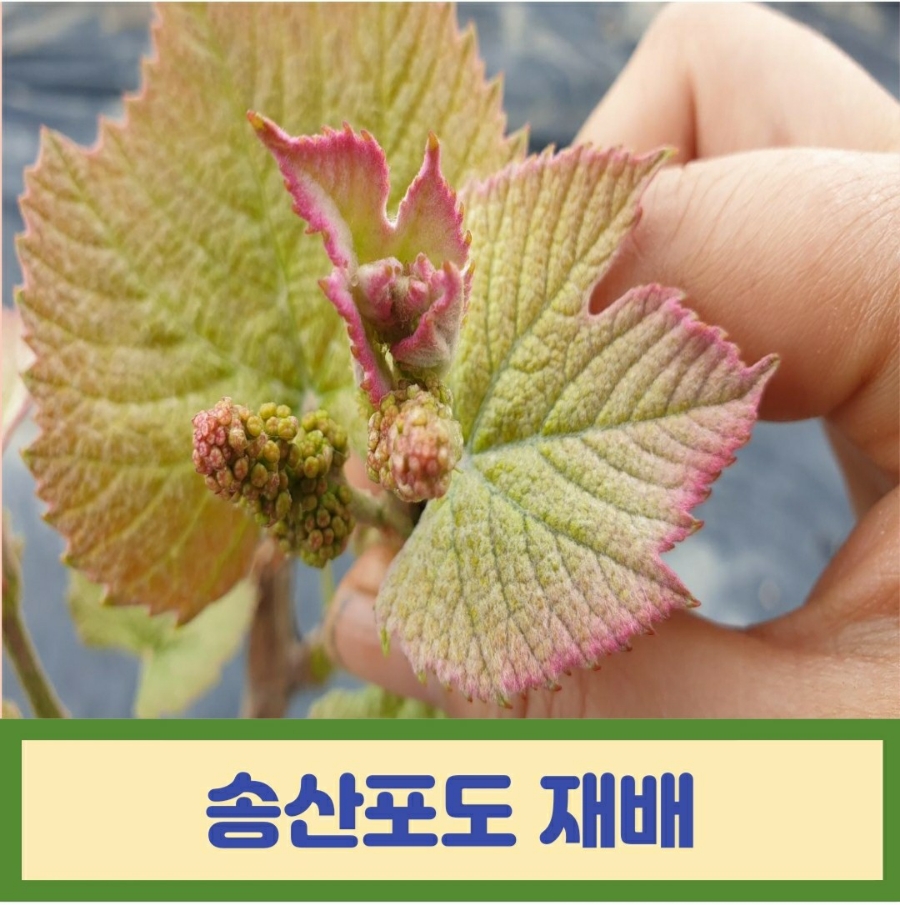 송산송이 이미지
