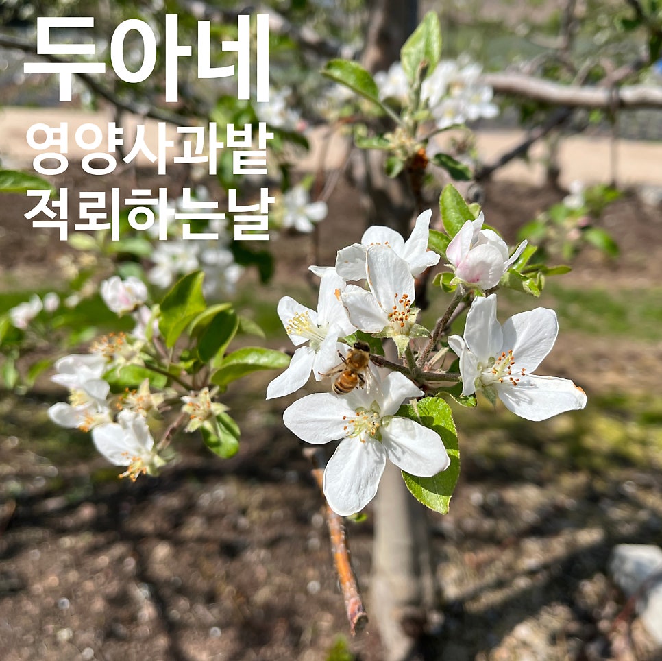 두아네일 이미지