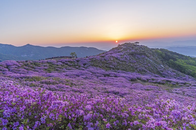 충대꽃화원 이미지