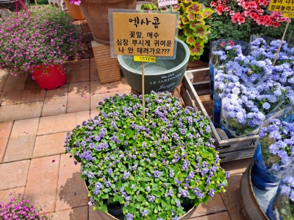 예쁜금송꽃 이미지