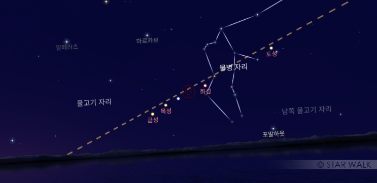금목화 이미지