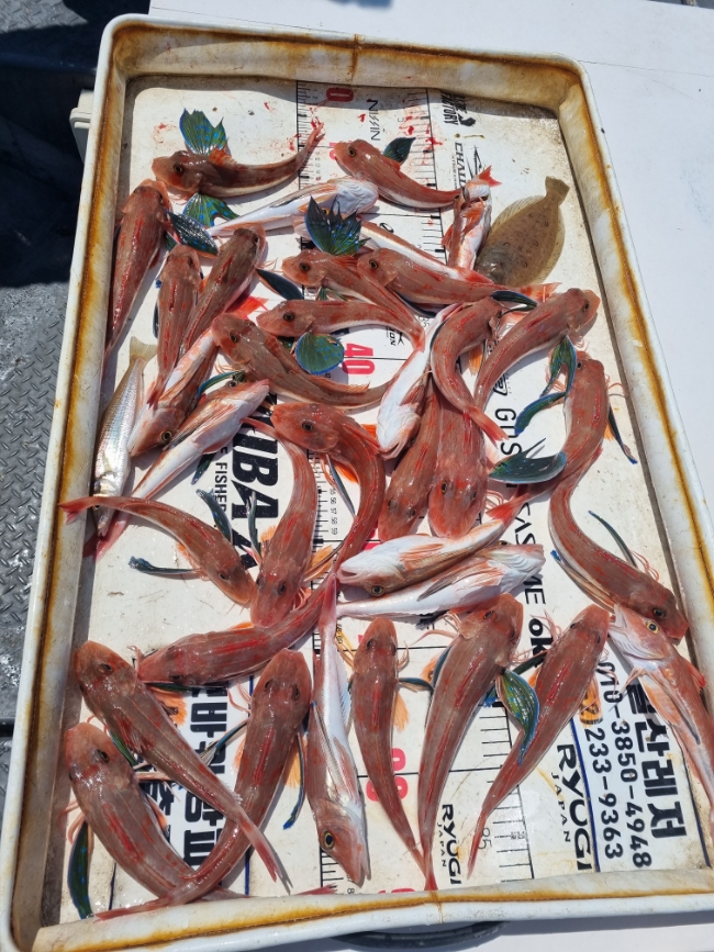아라퀸피싱 이미지