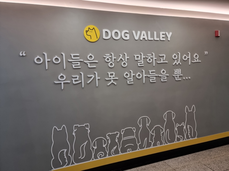 용인 도그밸리 유치원: 강아지 사회성·수중 트레드밀 후기 — 사진 4