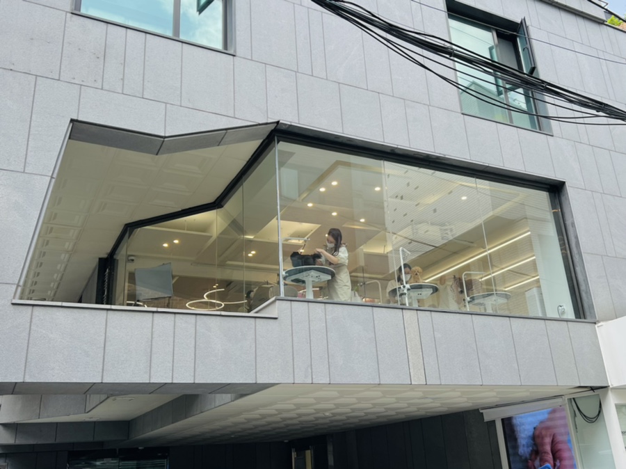 포메라니안 곰돌이컷, 강남 엘리자바스 미용 후기 — 사진 3