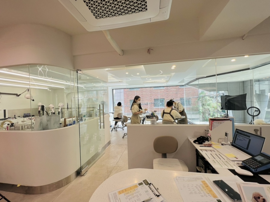 포메라니안 곰돌이컷, 강남 엘리자바스 미용 후기 — 사진 6
