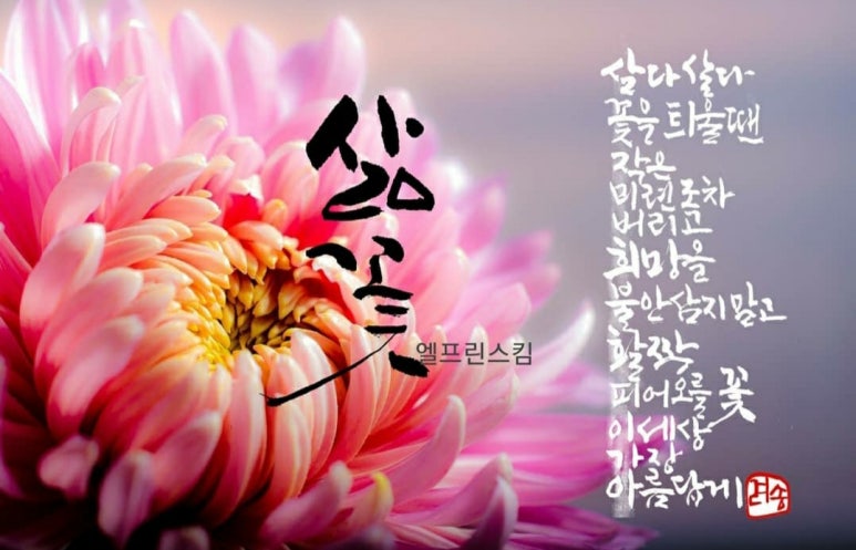 엘유제이 이미지