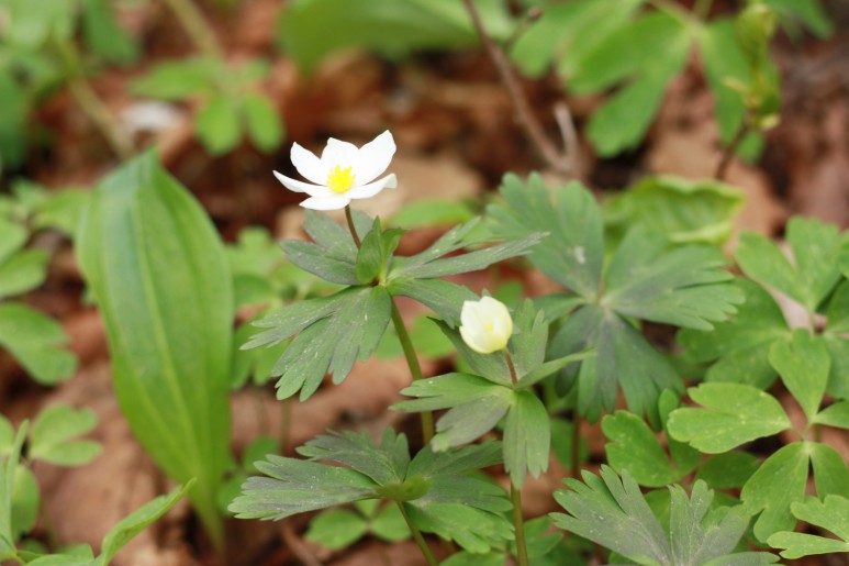 바람꽃펜션 이미지