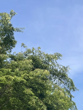 생생조개 이미지