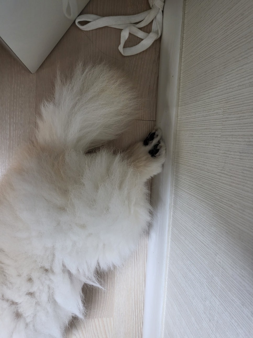 강두부 이미지