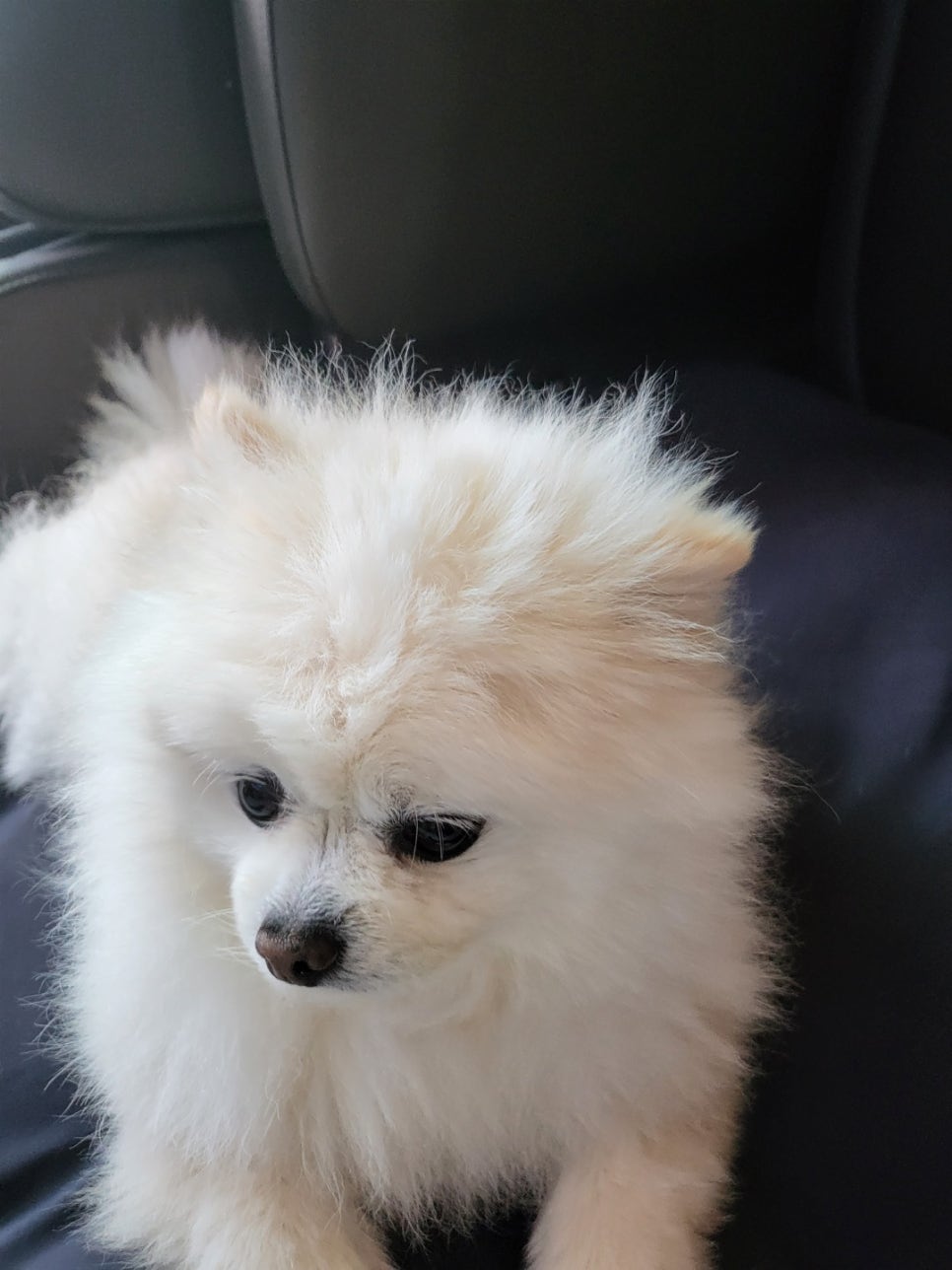 강두부 이미지
