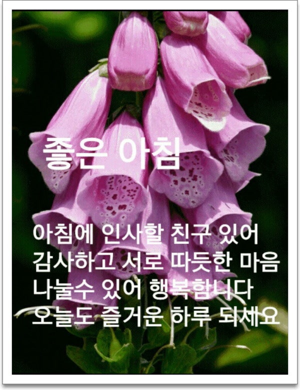 청라푸른담쟁이 이미지