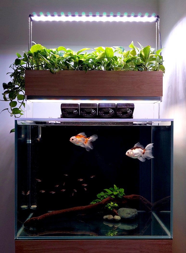 금붕어 기르기 1편 '세팅' [2025년 개정판] : 네이버 블로그, image size:773x1048