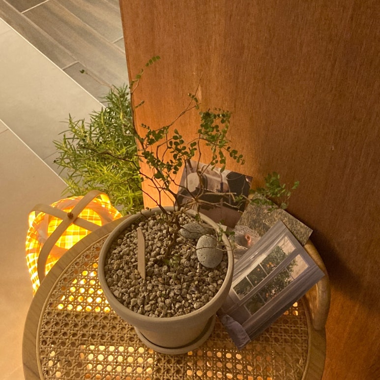 루츠(Roots)커피 이미지