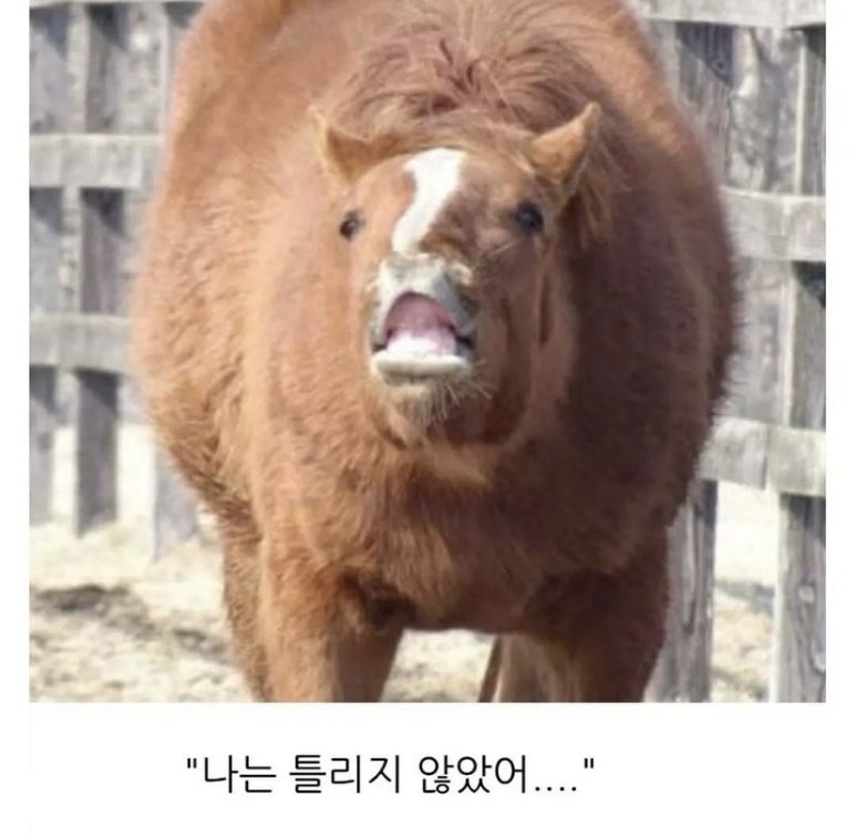 다이어트호떡 이미지