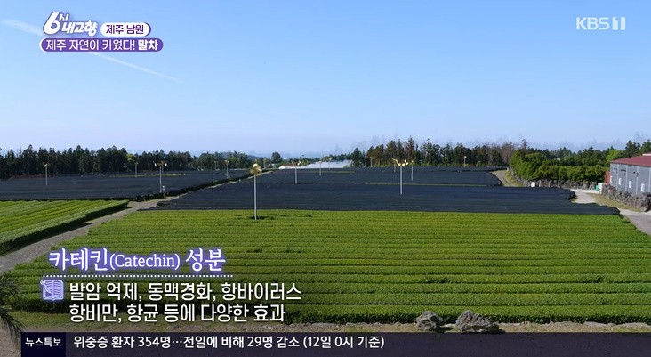 청정제주녹차 영농조합법인 이미지