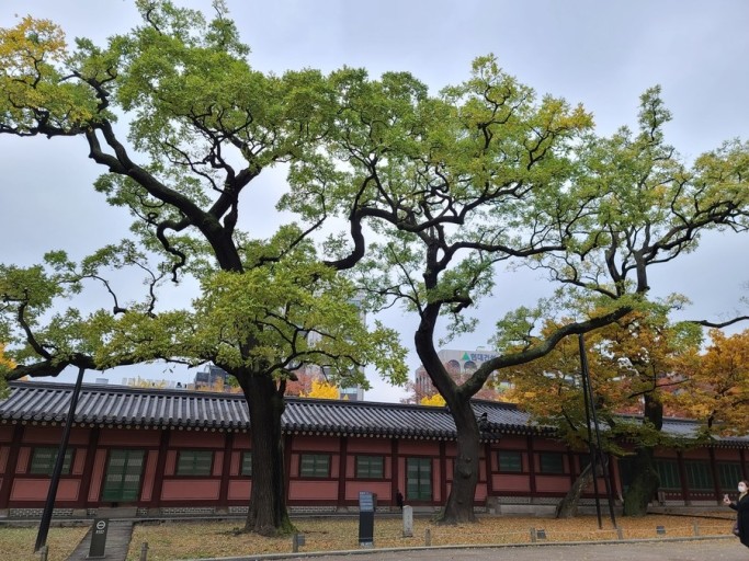 괴목 이미지