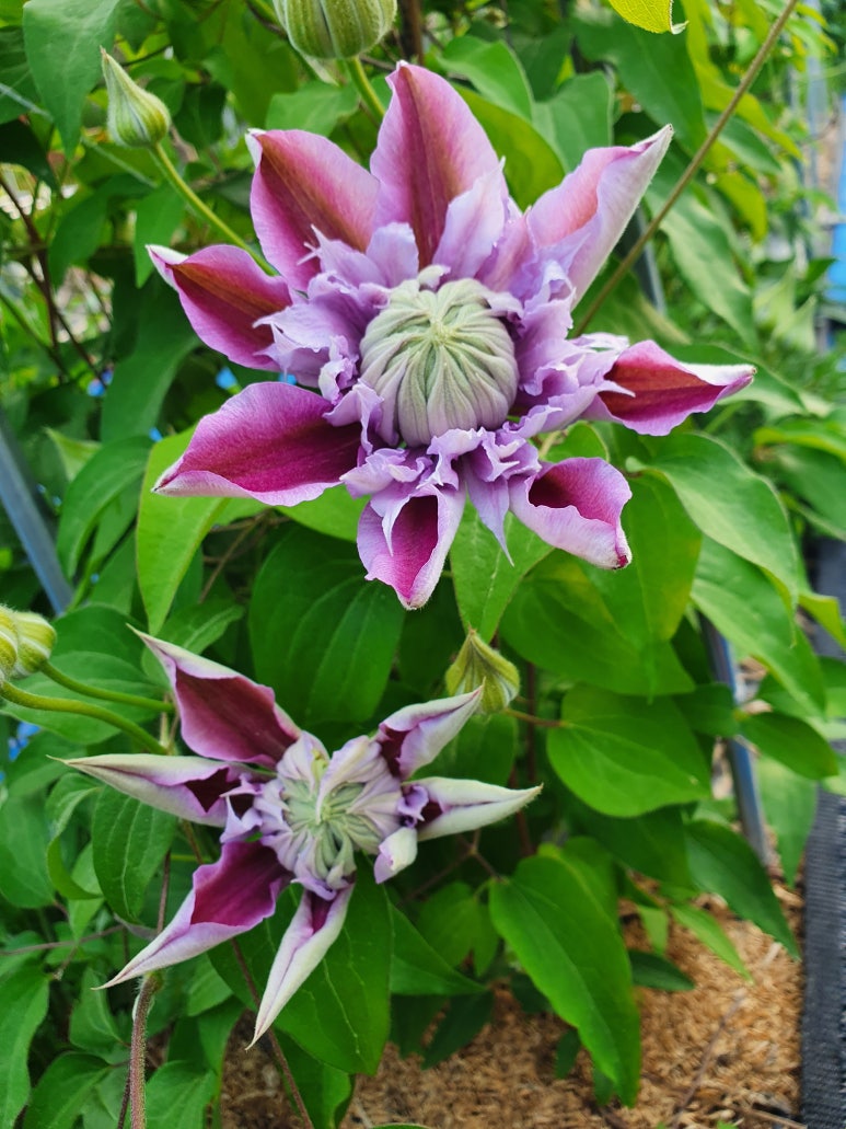 죠세핀 이미지
