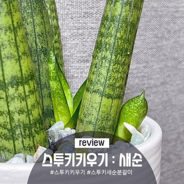 오전꽃농원 이미지