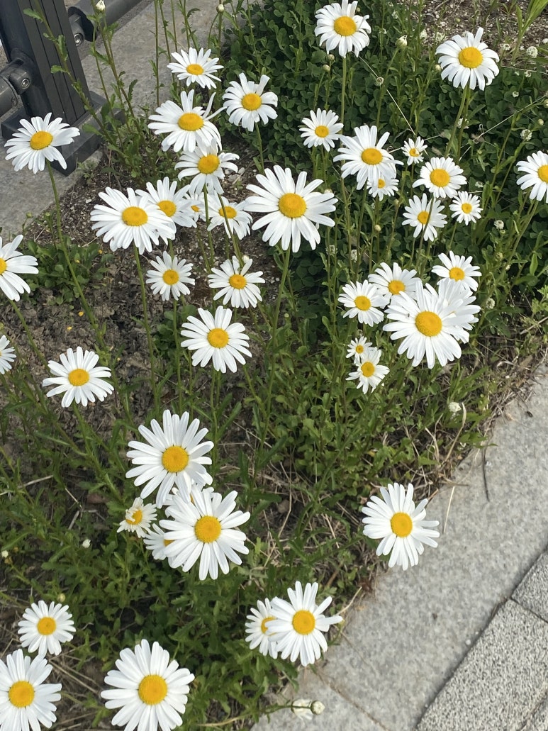 대도상회 이미지