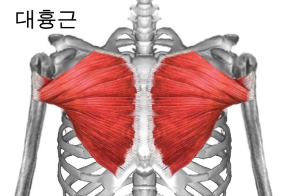 머슬엑스짐 이미지