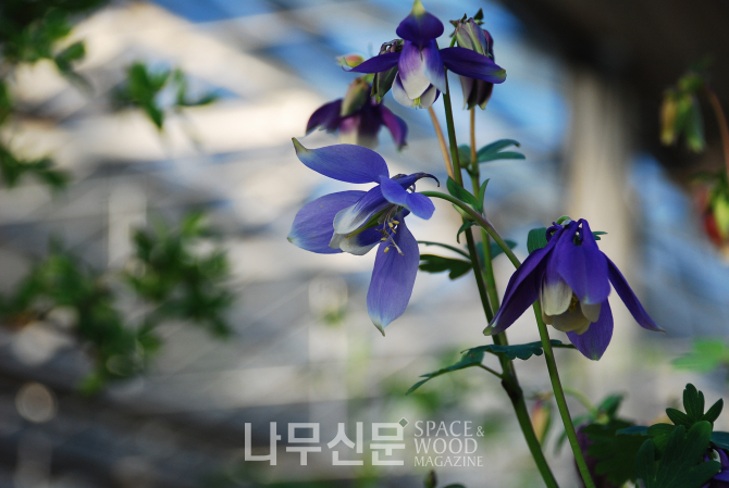 수목원꽃식물원 이미지