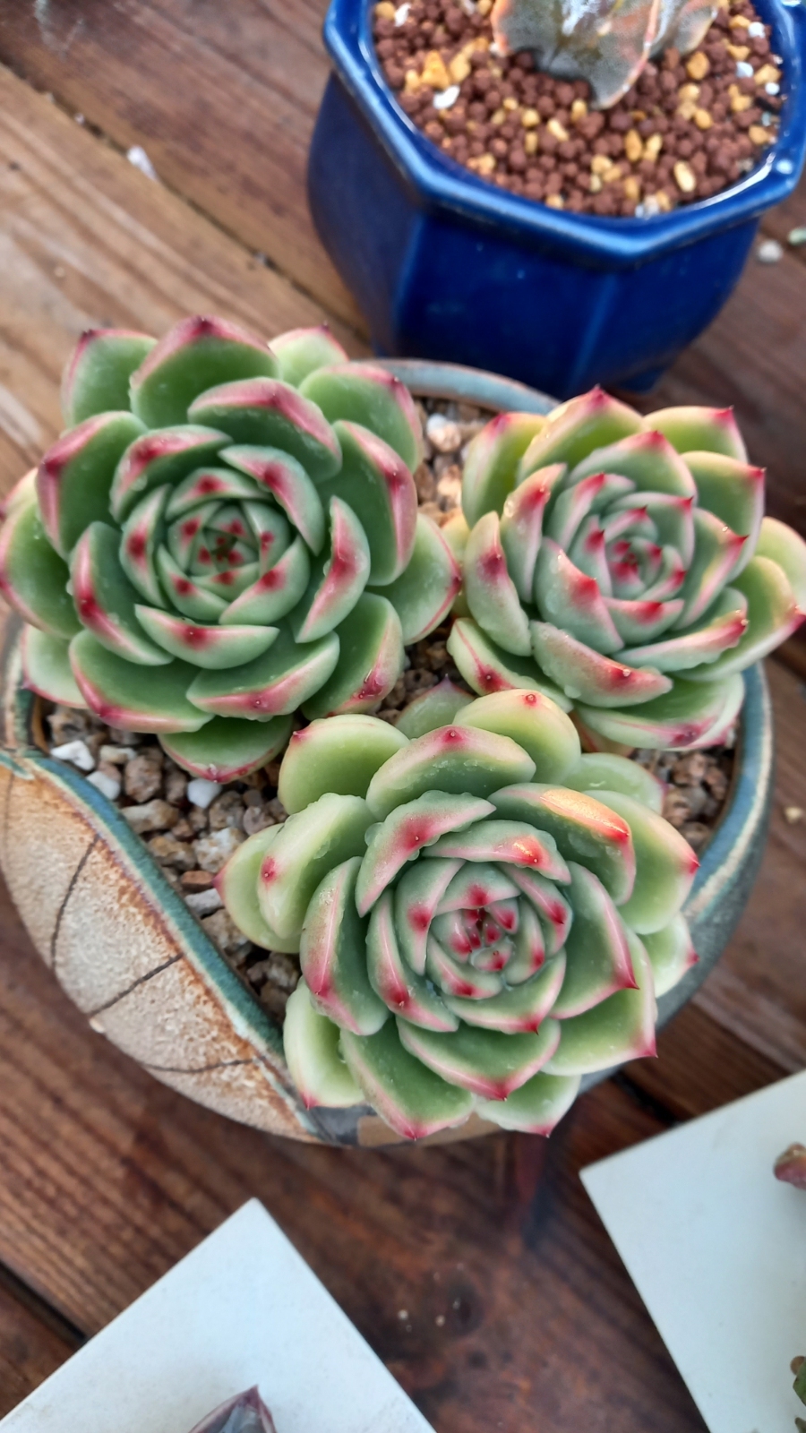마실다육 이미지