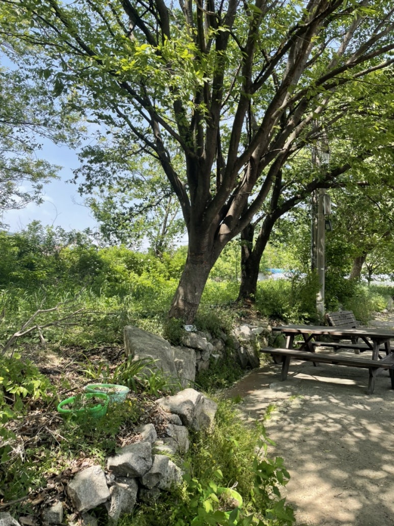 봉산암반수송어회 이미지