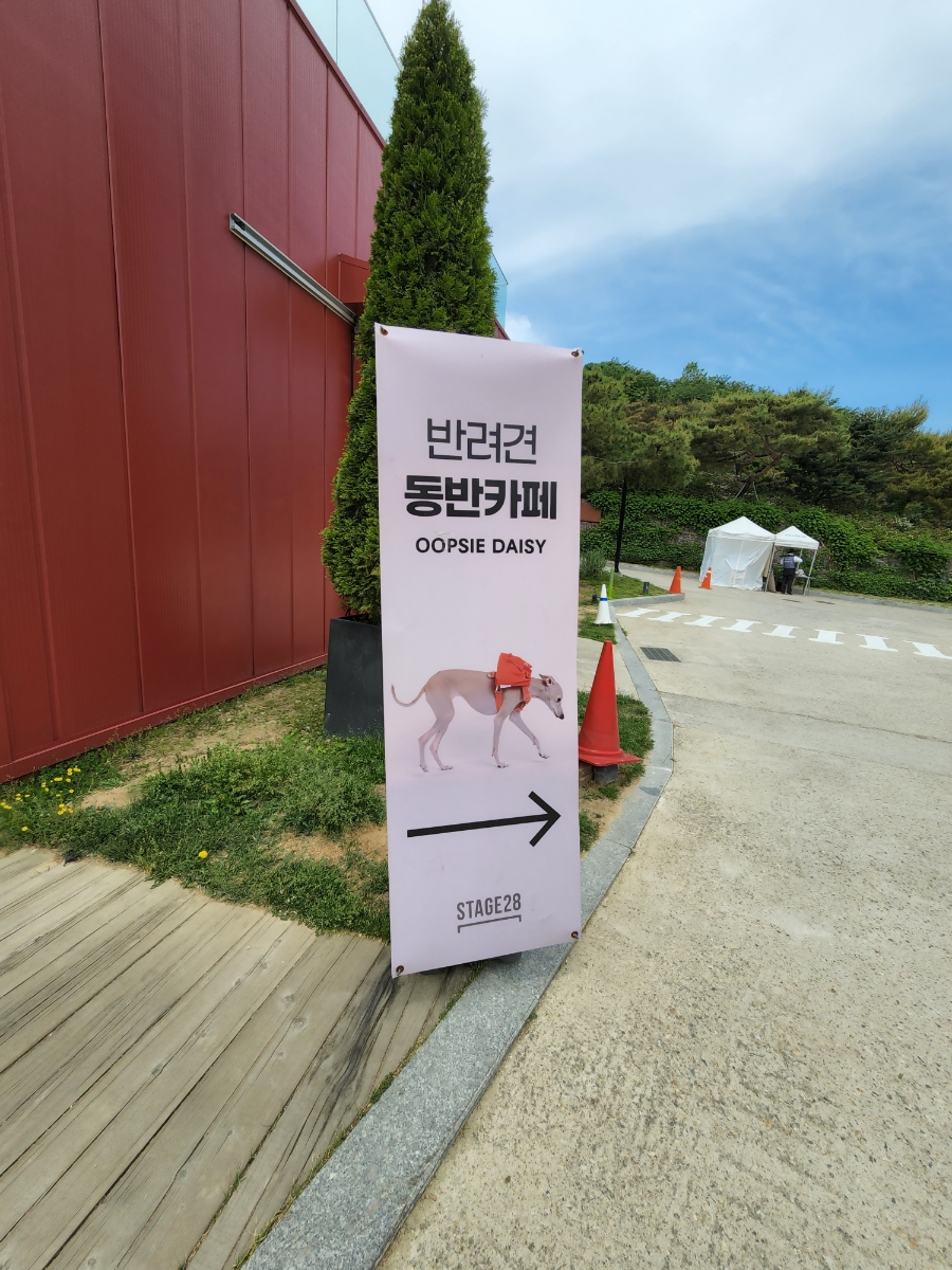 서울 애견카페 스테이지28 웁시데이지 리뉴얼 운동장 — 사진 7