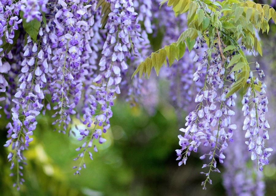 위스테리아(Wisteria)꽃말 등나무 등꽃 등나무꽃 키우기 네이버 블로그