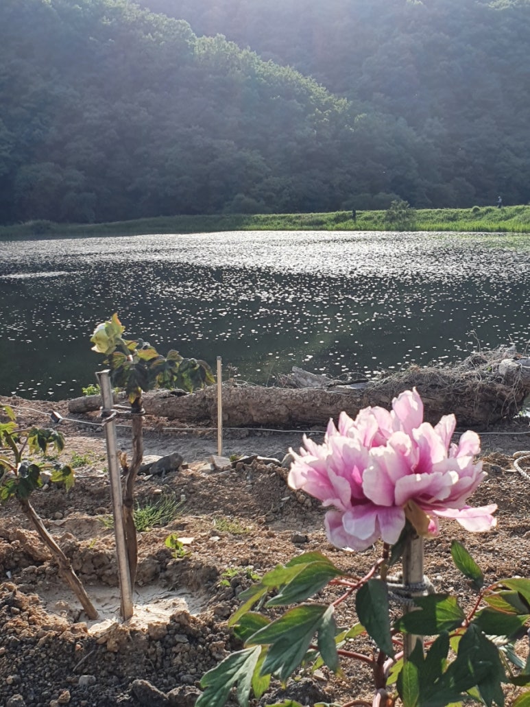 목단꽃이피었습니다. 이미지