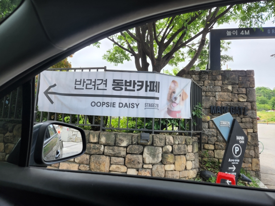 서울 애견카페 스테이지28 웁시데이지 리뉴얼 운동장 — 사진 2