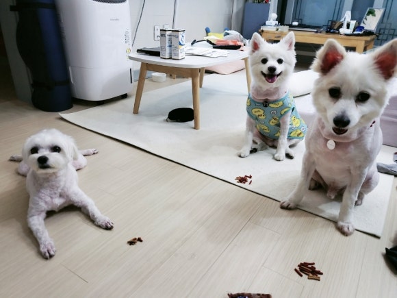 해뜨는창문애견동반오션뷰펜션 이미지