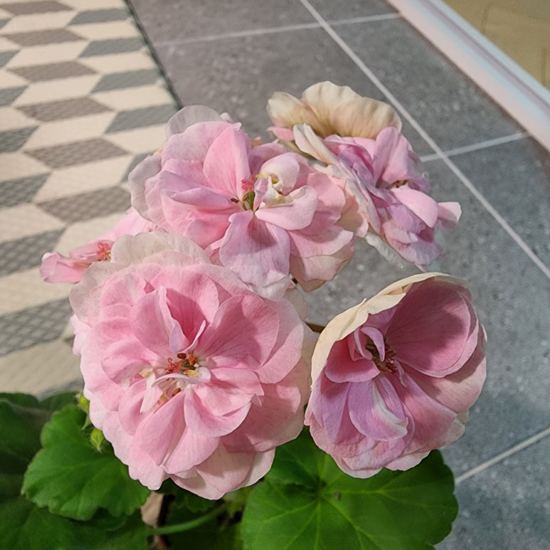 로즈엣 이미지