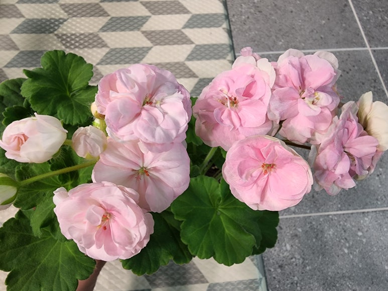 로즈엣 이미지