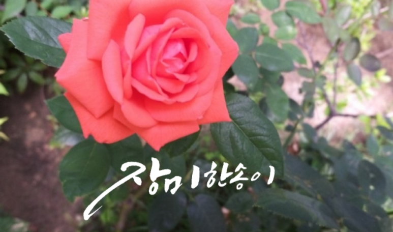 송이와다발 이미지