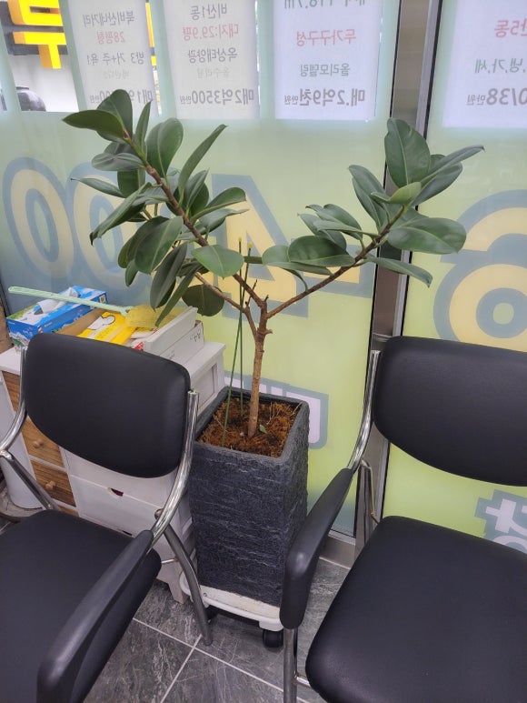 법인계수나무 이미지