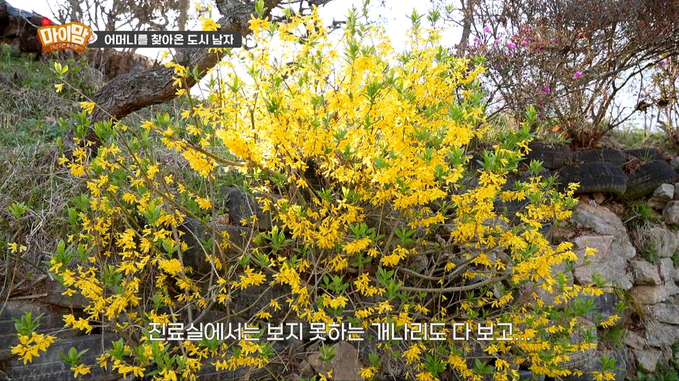 마이맘 이미지