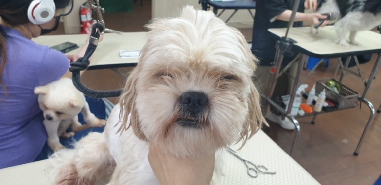 핸섬가위 이미지
