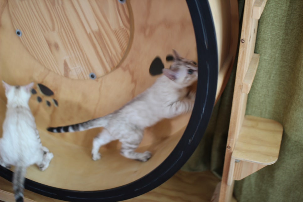 분양중인 스노우뱅갈고양이 남매예요~ 관련 이미지 14