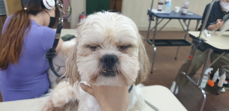 핸섬가위 이미지