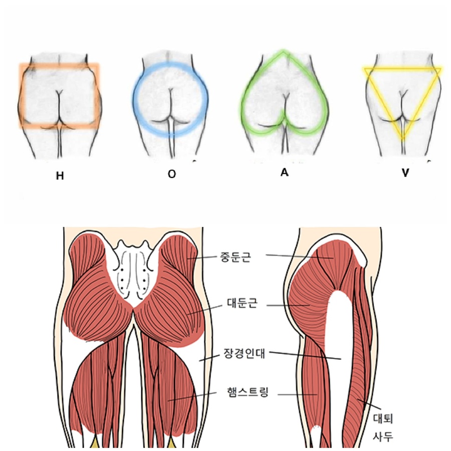 토니바디W 이미지