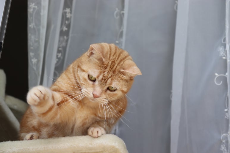 냥냥펀치 이미지