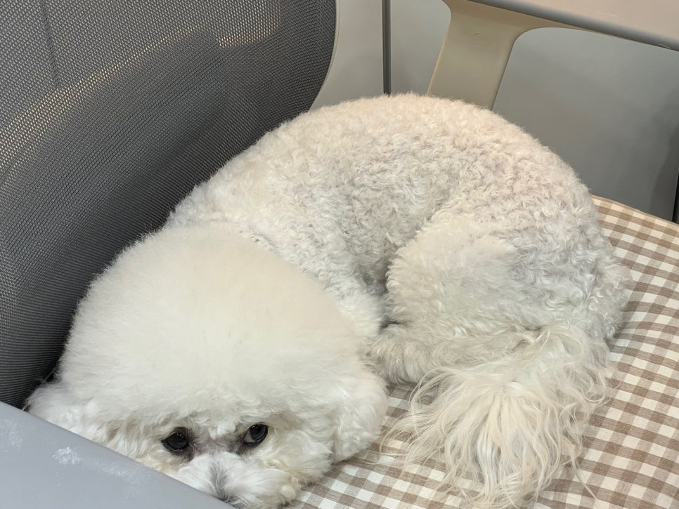 네일숑 이미지