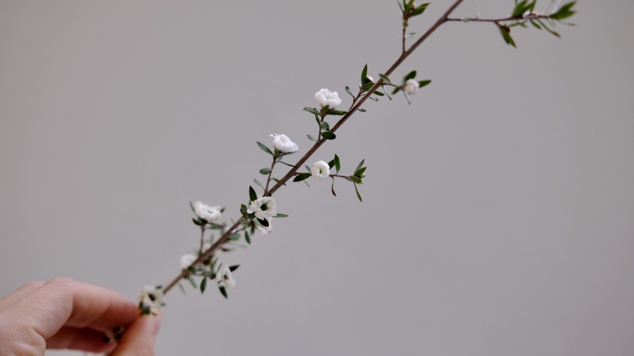 리무(RIMU) 이미지