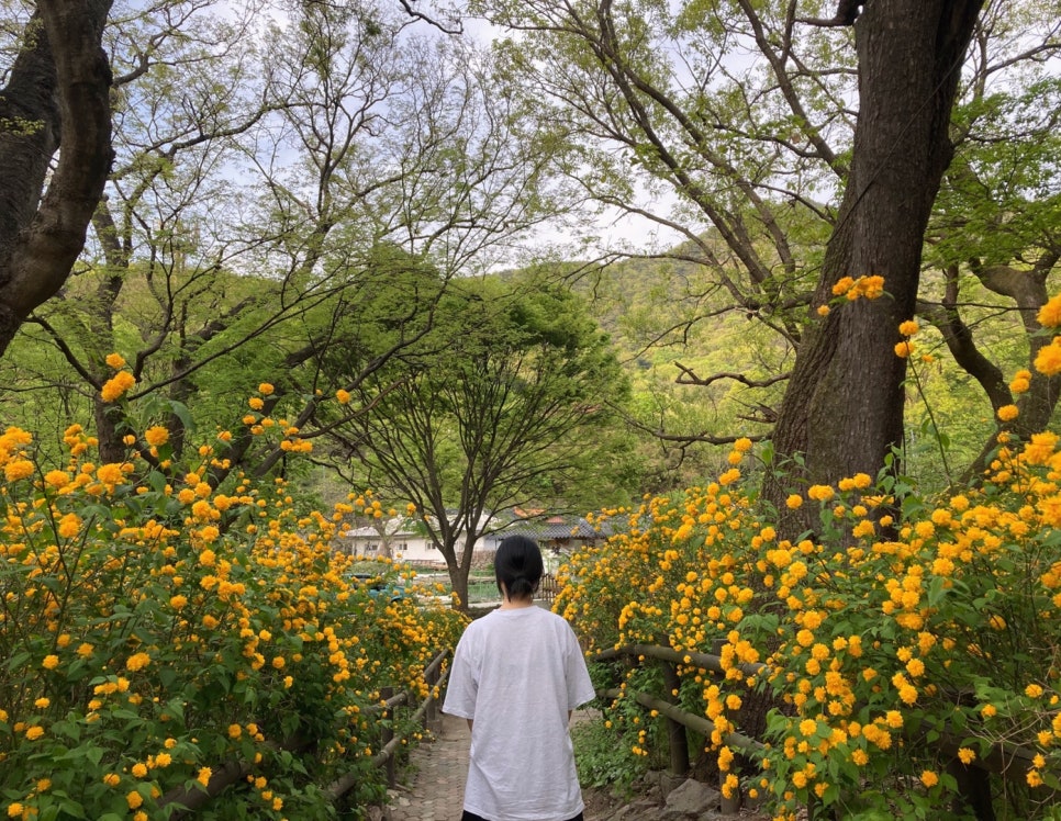 메아리식당 이미지