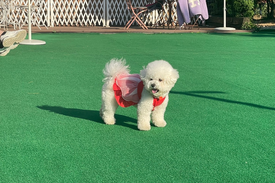 보미티나 이미지