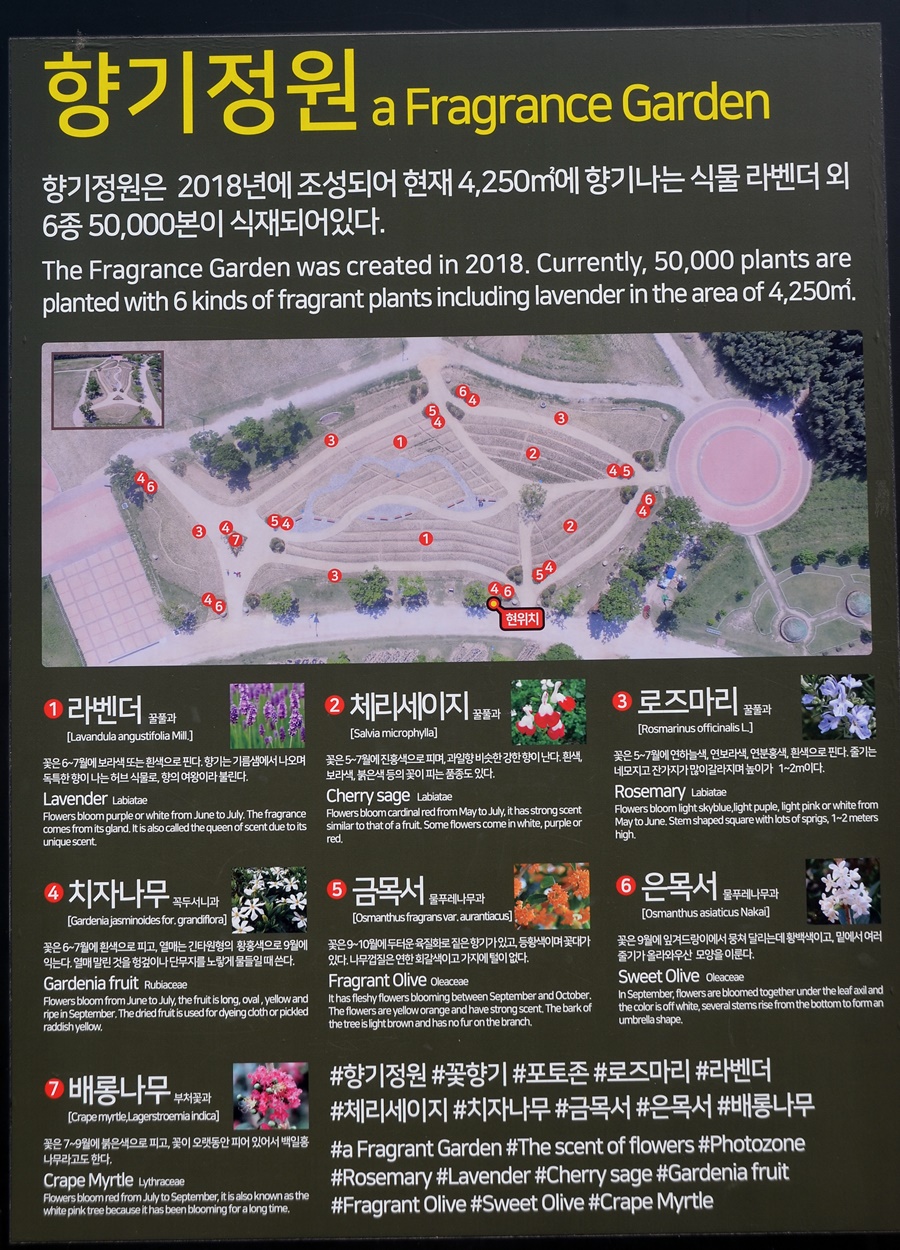 안개꽃정원 이미지