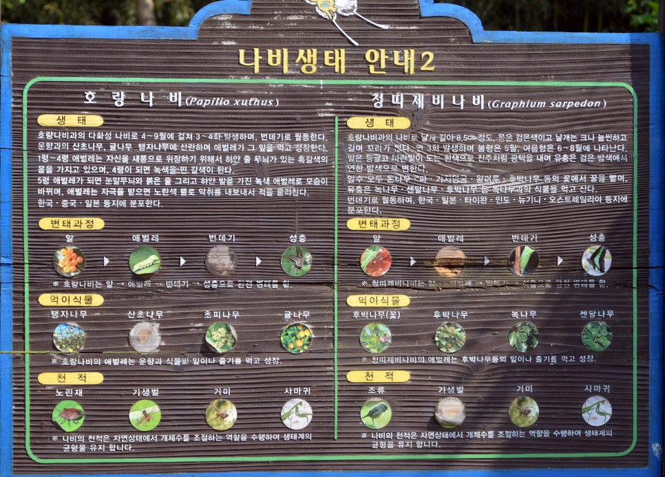 안개꽃정원 이미지