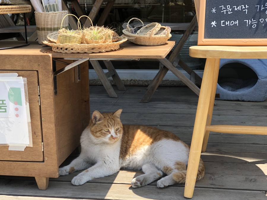 라탄쿠쿠 이미지